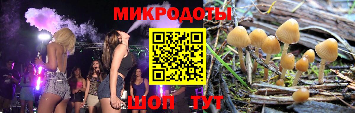 Галлюциногенные грибы Psilocybe Киров